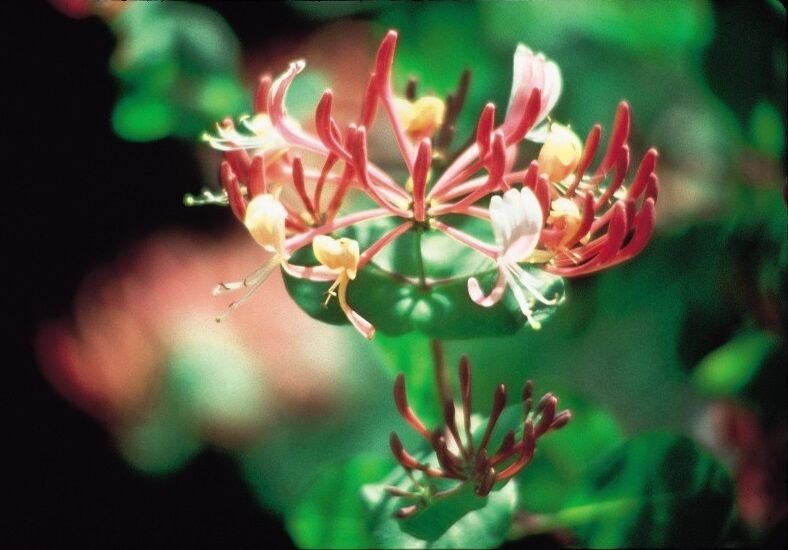 Zimolez kozi list.jpg